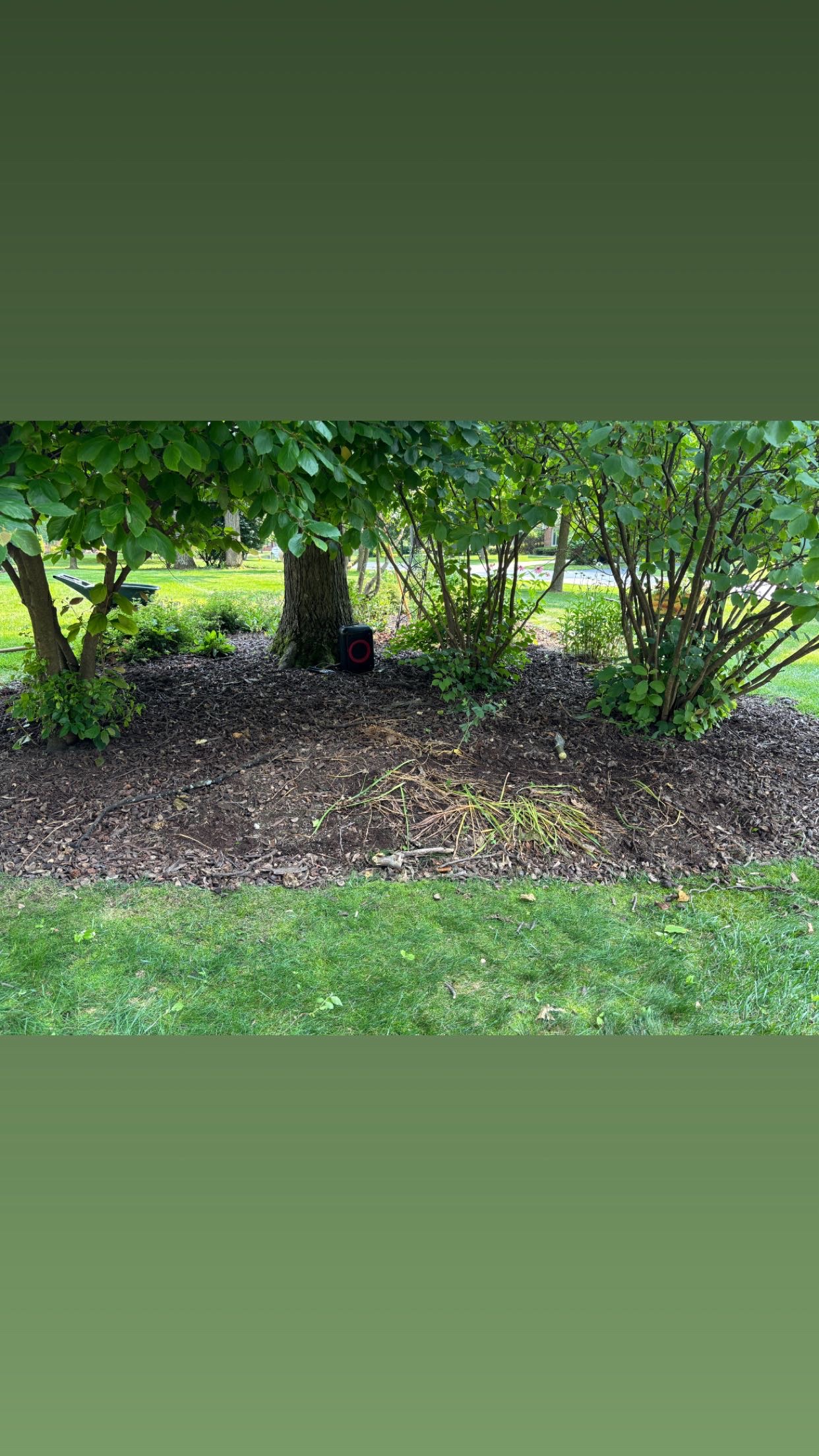 Tree bed before Twin Edge Landscaping mulch refresh