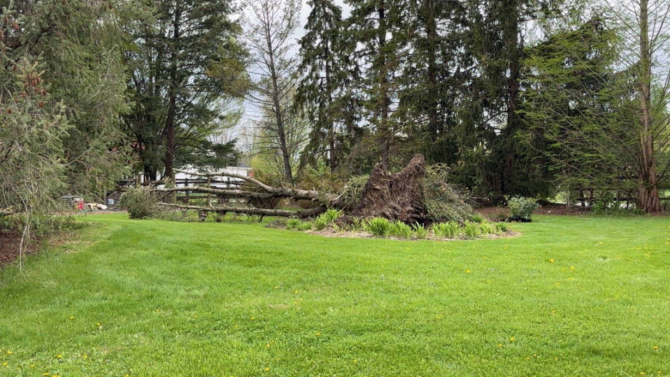 Yard before Twin Edge Landscaping cleanup