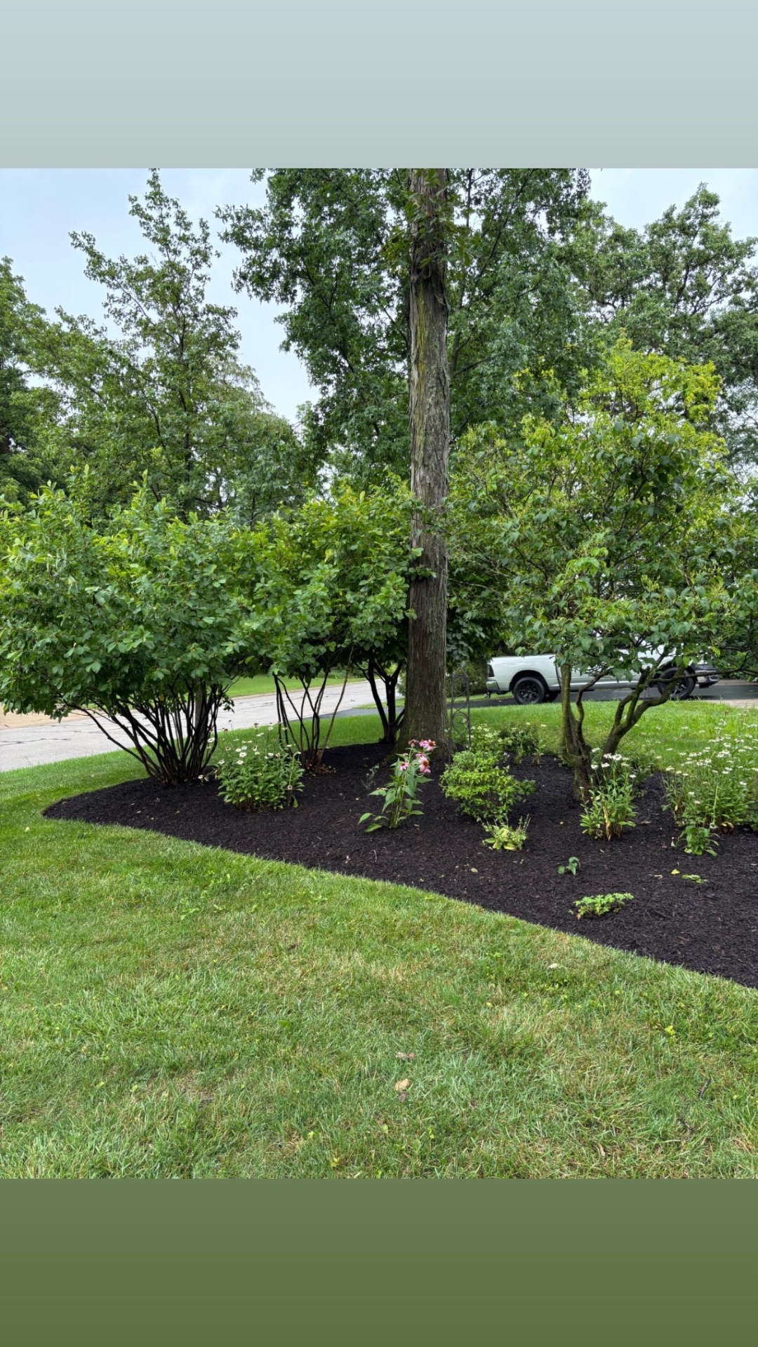 Shrub Removal & Planting in Perrysburg, Toledo and Northwest Ohio