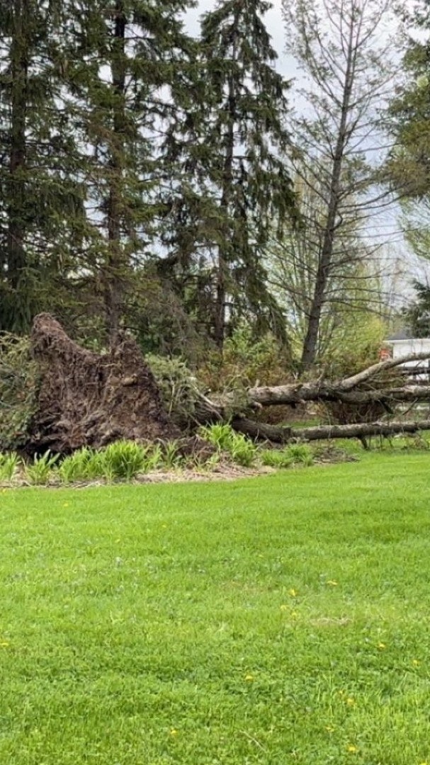 Tree Removal in Perrysburg, Toledo and Northwest Ohio